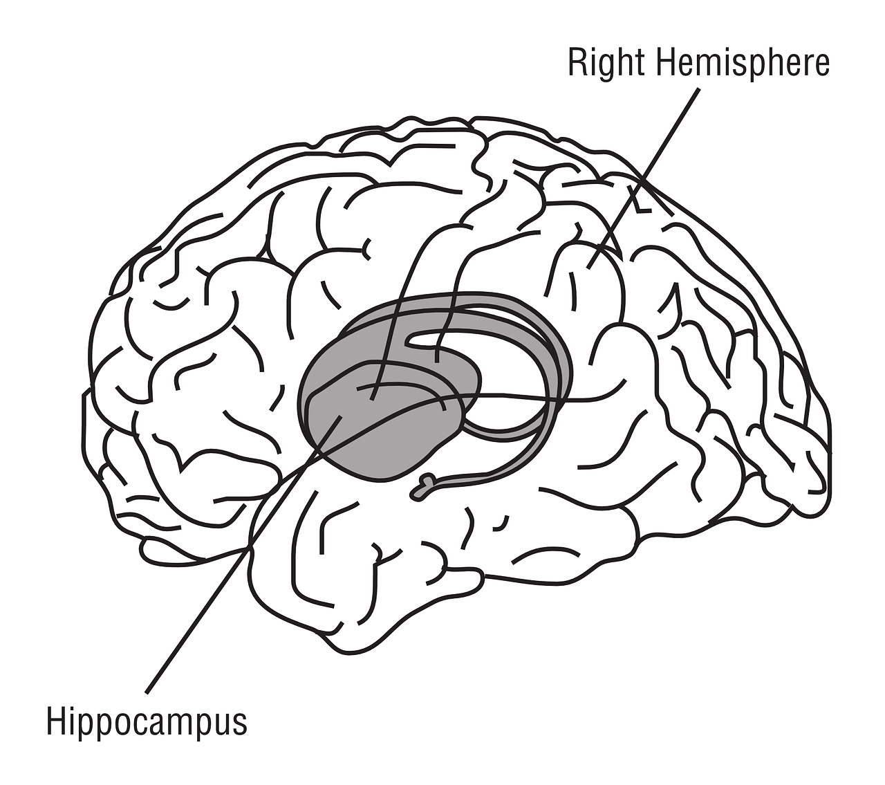 hippocampus-148151_1280
