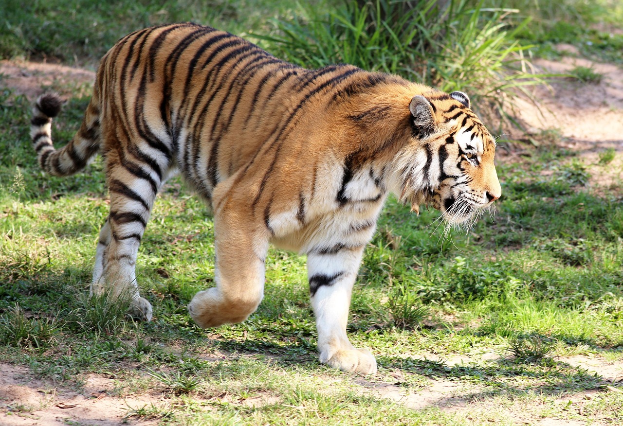 tiger-1200358_1280
